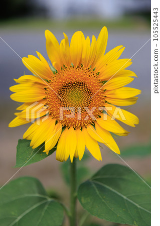 Himawari 0096 105525443