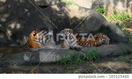 Amur tiger sister punching her brother in a pond in the shade of midsummer trees 105525480