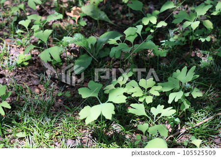 A young ginkgo tree that sprouted from a fallen ginkgo tree in Jingu Gaien. 105525509