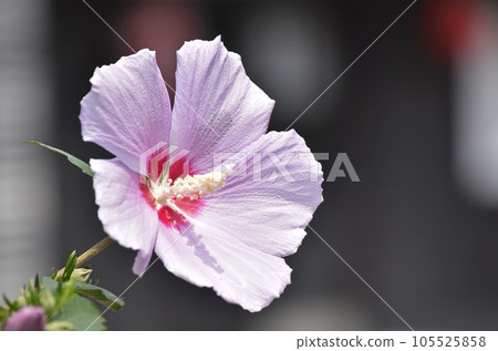 Mukke (Kin Geun) 105525858