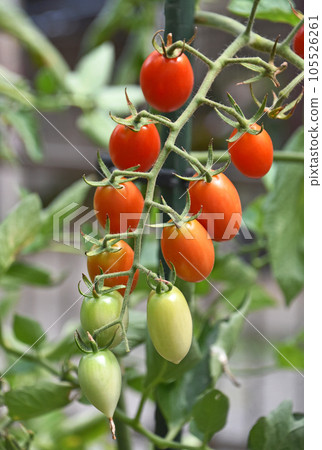 Mini tomato at home garden 105526261