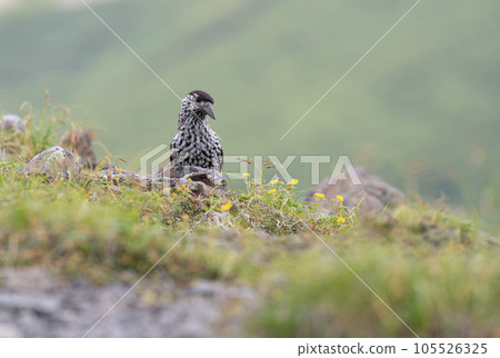 Hoshigarasu 105526325