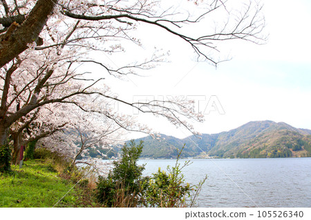 水月湖櫻花和水月湖櫻花和三方五湖 三方湖水月湖標誌 三方五湖福井縣若狹町櫻花春天風景 水月湖櫻花和水月湖櫻花和三方五湖 三方湖水月湖標誌 三方五湖福井縣若狹町櫻花春天風景 105526340