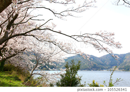 水月湖櫻花和水月湖櫻花和三方五湖 三方湖水月湖標誌 三方五湖福井縣若狹町櫻花春天風景 105526341