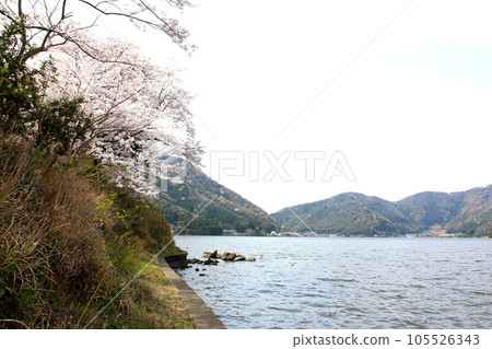 水月湖櫻花和水月湖櫻花和三方五湖 三方湖水月湖標誌 三方五湖福井縣若狹町櫻花春天風景 105526343