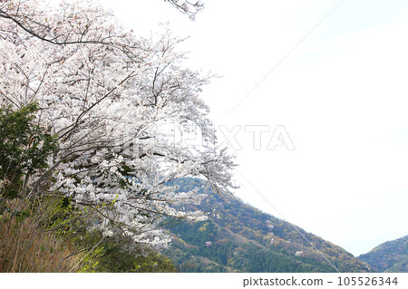 水月湖櫻花和水月湖櫻花和三方五湖 三方湖水月湖標誌 三方五湖福井縣若狹町櫻花春天風景 105526344