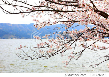 Lake Suigetsu Cherry Blossoms and Lake Suigetsu Cherry Blossoms and Mikata Five Lakes Mikata Lake Suigetsu Lake Sign Mikata Five Lakes Wakasa Town Fukui Prefecture Sakura Spring Scenery Lake Suigetsu Cherry Blossoms and Lake Suigetsu Cherry Blossoms and Mikata Five Lakes Mikata Lake Suigetsu Lake Sign Mikata Five Lakes Wakasa Town Fukui Prefecture Sakura Spring Scenery 105526348