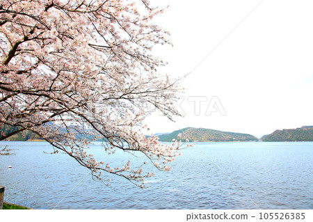水月湖櫻花和水月湖櫻花和三方五湖 三方湖水月湖標誌 三方五湖福井縣若狹町櫻花春天風景 105526385