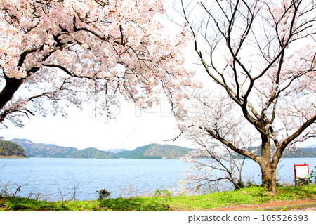 Lake Suigetsu Cherry Blossoms and Lake Suigetsu Cherry Blossoms and Mikata Five Lakes Mikata Lake Suigetsu Lake Sign Mikata Five Lakes Wakasa Town Fukui Prefecture Sakura Spring Scenery Lake Suigetsu Cherry Blossoms and Lake Suigetsu Cherry Blossoms and Mikata Five Lakes Mikata Lake Suigetsu Lake Sign Mikata Five Lakes Wakasa Town Fukui Prefecture Sakura Spring Scenery 105526393