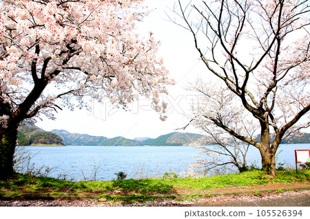 Lake Suigetsu Cherry Blossoms and Lake Suigetsu Cherry Blossoms and Mikata Five Lakes Mikata Lake Suigetsu Lake Sign Mikata Five Lakes Wakasa Town Fukui Prefecture Sakura Spring Scenery 105526394
