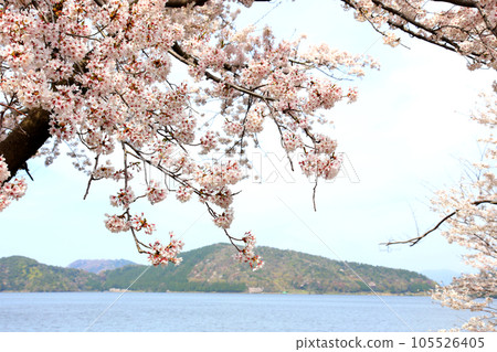 Lake Suigetsu Cherry Blossoms and Lake Suigetsu Cherry Blossoms and Mikata Five Lakes Mikata Lake Suigetsu Lake Sign Mikata Five Lakes Wakasa Town Fukui Prefecture Sakura Spring Scenery 105526405