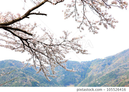 Lake Suigetsu Cherry Blossoms and Lake Suigetsu Cherry Blossoms and Mikata Five Lakes Mikata Lake Suigetsu Lake Sign Mikata Five Lakes Wakasa Town Fukui Prefecture Sakura Spring Scenery 105526416