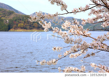 Lake Suigetsu Cherry Blossoms and Lake Suigetsu Cherry Blossoms and Mikata Five Lakes Mikata Lake Suigetsu Lake Sign Mikata Five Lakes Wakasa Town Fukui Prefecture Sakura Spring Scenery Lake Suigetsu Cherry Blossoms and Lake Suigetsu Cherry Blossoms and Mikata Five Lakes Mikata Lake Suigetsu Lake Sign Mikata Five Lakes Wakasa Town Fukui Prefecture Sakura Spring Scenery 105526419