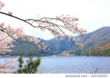 Lake Suigetsu Cherry Blossoms and Lake Suigetsu Cherry Blossoms and Mikata Five Lakes Mikata Lake Suigetsu Lake Sign Mikata Five Lakes Wakasa Town Fukui Prefecture Sakura Spring Scenery 105526420
