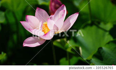 Gorgeous Blooming Ohga Lotus 2023 in Horinouchi... - Stock Photo