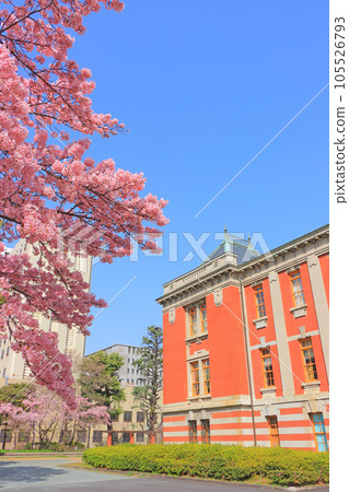 名古屋市、名古屋市博物館和櫻花 名古屋市、名古屋市博物館和櫻花 105526793