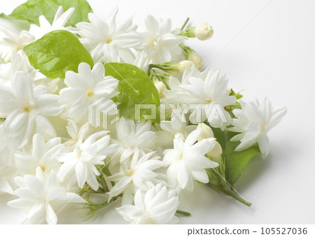 Jasmine flowers fresh 105527036