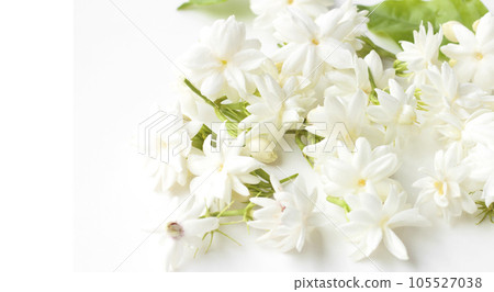 Jasmine flowers fresh Jasmine flowers fresh 105527038