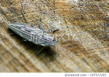 Ubatami mushi Ubatami mushi 105527265