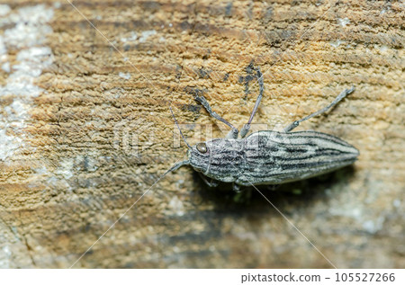 Ubatami mushi 105527266