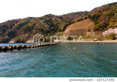 若狹、若狹佑子、魚志海灘、福井縣、若狹町、櫻花和若狹、漁船、魷魚漁船、若狹灣、日本海、常神半島 105527298