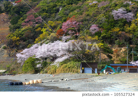 若狹、若狹佑子、魚志海灘、福井縣、若狹町、櫻花和若狹、漁船、魷魚漁船、若狹灣、日本海、常神半島 105527324