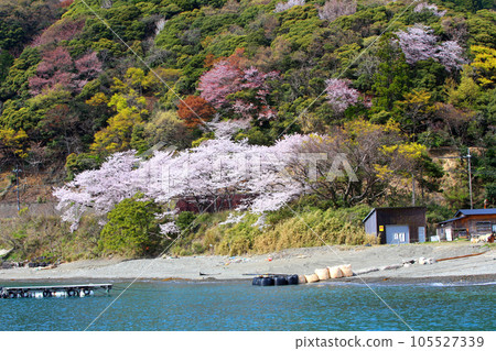 Wakasa, Wakasa Yuko, Yushi Beach, Fukui Prefecture, Wakasa Town, Sakura and Wakasa, Fishing boat, Squid fishing boat, Wakasa Bay, Sea of Japan, Tsunegami Peninsula 105527339