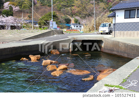 Wakasa, Wakasa Yuko, Yushi Beach, Fukui Prefecture, Wakasa Town, Sakura and Wakasa, Fishing boat, Squid fishing boat, Wakasa Bay, Sea of Japan, Tsunegami Peninsula Wakasa, Wakasa Yuko, Yushi Beach, Fukui Prefecture, Wakasa Town, Sakura and Wakasa, Fishing boat, Squid fishing boat, Wakasa Bay, Sea of Japan, Tsunegami Peninsula 105527431