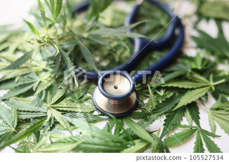 Medical stethoscope and green marijuana leaves closeup Medical stethoscope and green marijuana leaves closeup 105527534