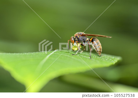 黃蜂 105527538
