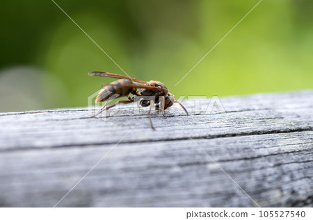 Paper wasp 105527540