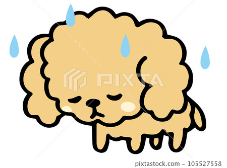 Loose hand-drawn toy poodle reflection pose Loose hand-drawn toy poodle reflection pose 105527558