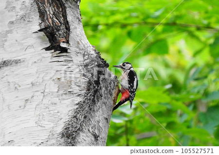 大斑啄木鳥棲息在夏季公園的樹上 大斑啄木鳥棲息在夏季公園的樹上 105527571