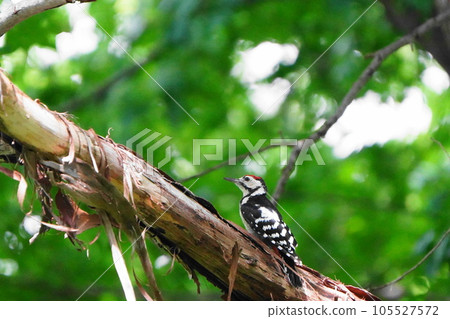 停止在樹分支的草莓 105527572