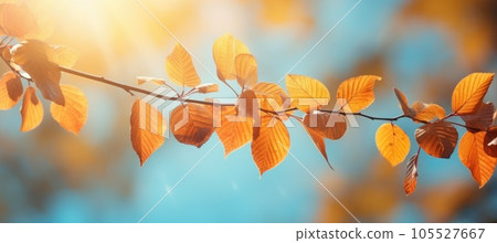 Autumn colorful leaves on the branch. Fall background. 105527667