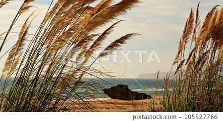 Golden Grass and Rocky Shoreline: A Serene Beachscape. Horizontal banner Golden Grass and Rocky Shoreline: A Serene Beachscape. Horizontal banner 105527766