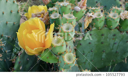 Blooming cactus with bright yellow flowers and sharp spines 105527793