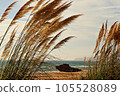Serene Pampas Grass in the Wind, with Ocean in the Background 105528089