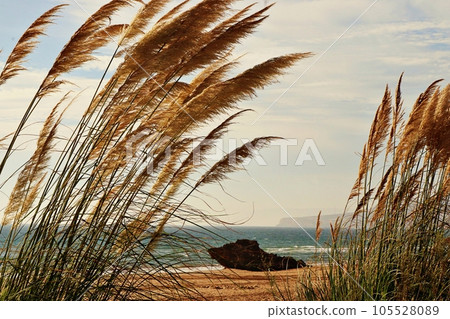 Serene Pampas Grass in the Wind, with Ocean in the Background Serene Pampas Grass in the Wind, with Ocean in the Background 105528089