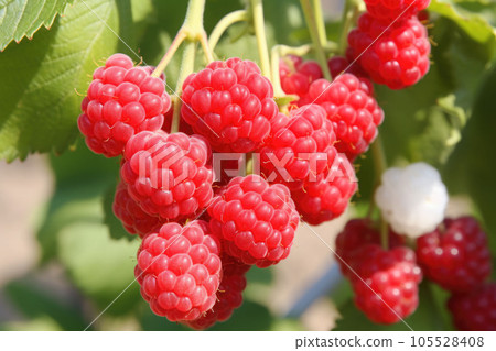 Branch of ripe raspberries in a garden on blurred background. Growing sweet berries. Generative AI 105528408