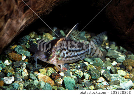 Corydoras Schwarzi Corydoras Schwarzi Aquarium 105528898