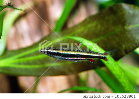 鉛筆魚 Nanostomus erythrulus 水族館 105528901