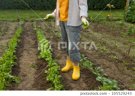 Gardener's hands working with a small green handle rakes loosening the soil on a flower bed 105529243