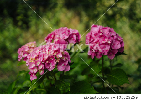 Purple Hydrangea flower (Hydrangea macrophylla) in a garden. Pink hydrangea flowers in the garden with blurred bokeh background. 105529259