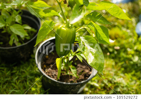 Young green pepper growing plant in black flower pots outdoors. Gardening, growing vegetables at home. Young green pepper growing plant in black flower pots outdoors. Gardening, growing vegetables at home. 105529272