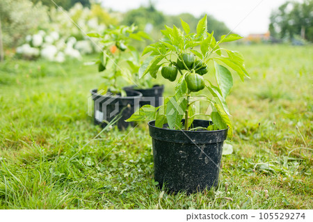 Young green pepper growing plant in black flower pots outdoors. Gardening, growing vegetables at home. Young green pepper growing plant in black flower pots outdoors. Gardening, growing vegetables at home. 105529274