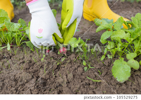 Farmers hands with freshly harvested radish on a background of planted radish. Shallow depth of field. Farmers hands with freshly harvested radish on a background of planted radish. Shallow depth of field. 105529275