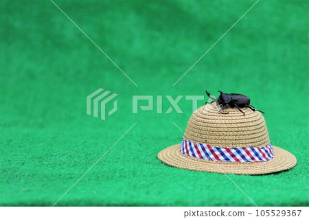 A male beetle sitting on a straw hat with a green background and staring cutely 105529367