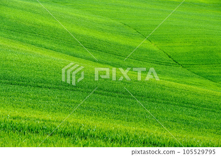 Beautiful empty hilly field of green grass. Tuscany 105529795