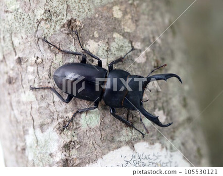 一隻鍬蟲(鍬蟲特寫)從樟樹樹幹上下來 一隻鍬蟲(鍬蟲特寫)從樟樹樹幹上下來 105530121